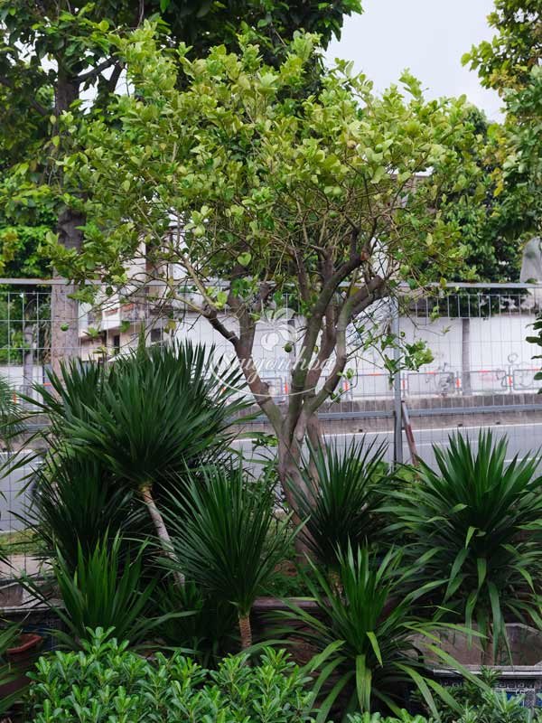 Cây Chanh Mỹ Vàng Trồng Biệt Thự