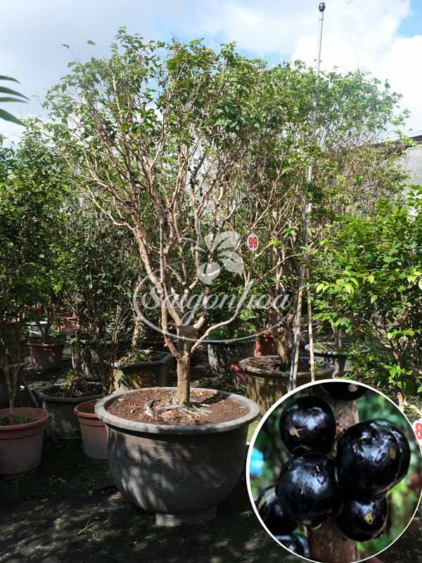 Cây Nho Thân Gỗ Tứ Quý