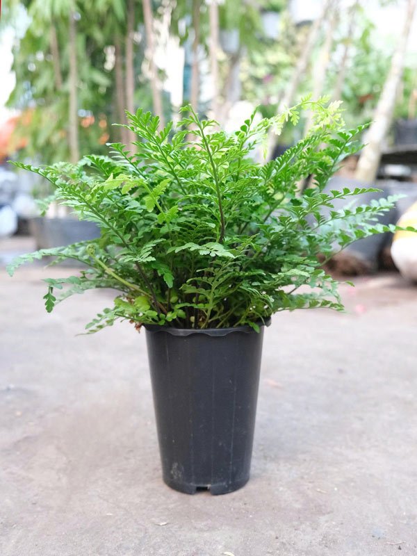 Dương Xỉ Hà Lan