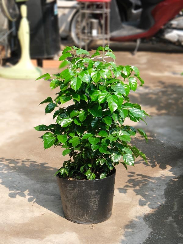 Cây Hạnh Phúc 60