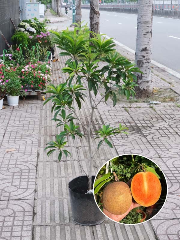 Cây Sapoche Mehico Giống