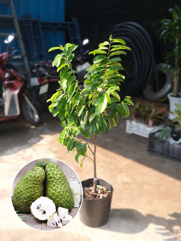 Cây Mãng Cầu Xiêm Giống