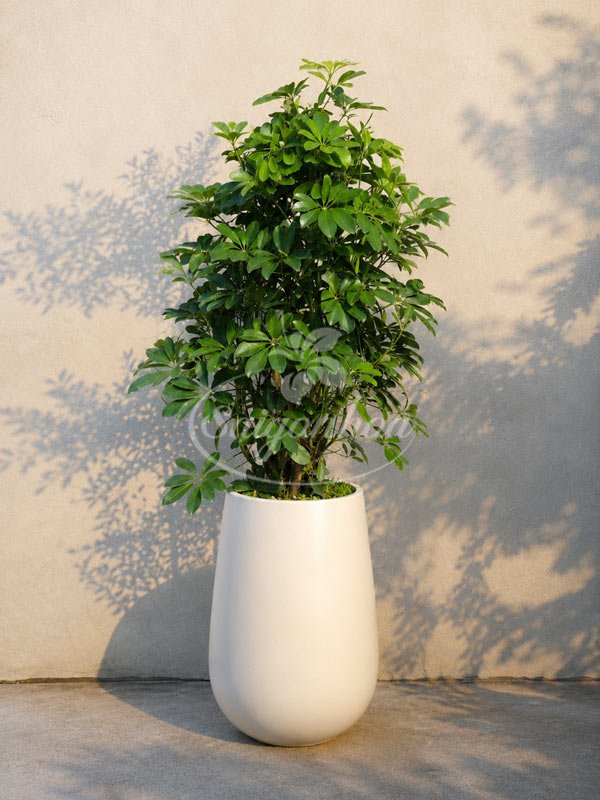 Chậu Cây Ngũ Gia Bì Lá Xanh