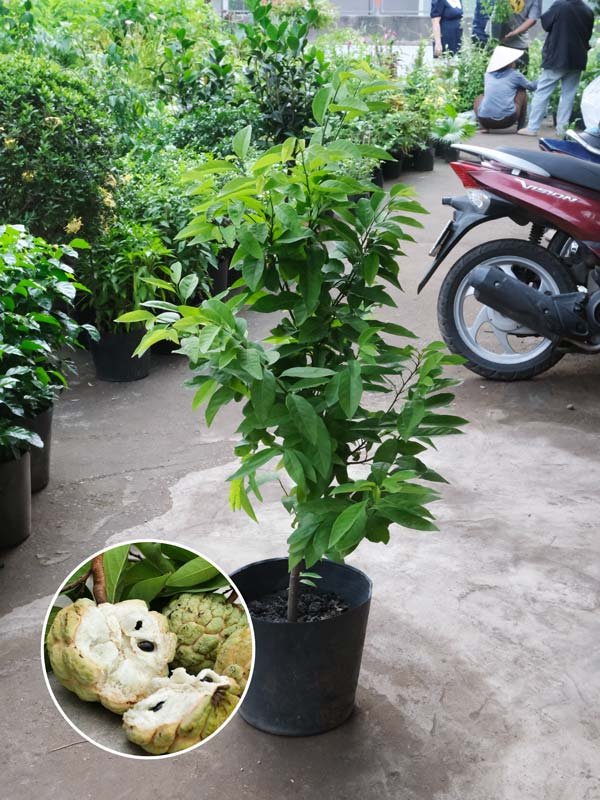 Cây Mãng Cầu Na Giống