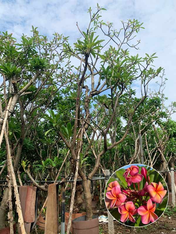Cây Hoa Sứ Đại Hồng Cam