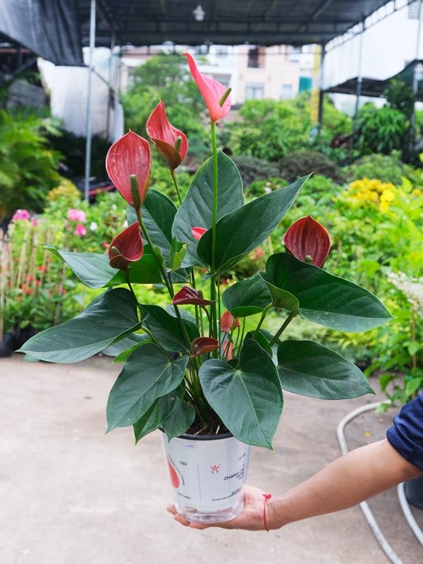 Cây Hồng Môn Thiên Nga Đỏ