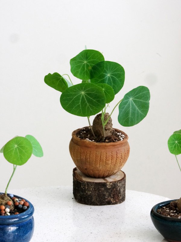Củ Bình Vôi