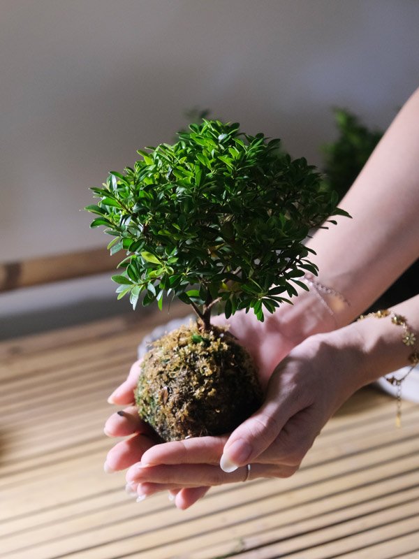Tiểu Diệp Trong Cầu Rêu