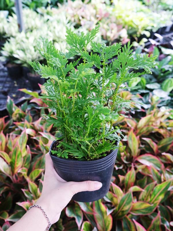 Cây Dương Xỉ Rêu