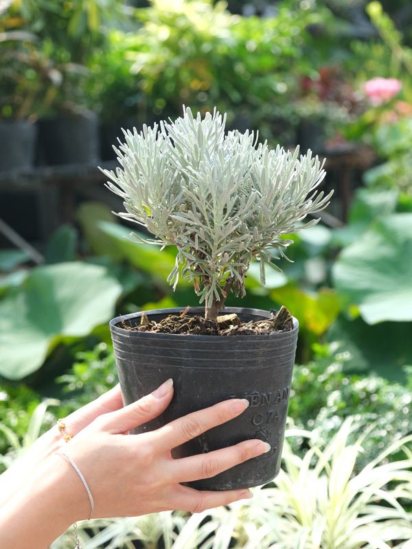 Cây Ngọc Phù Dung-Cúc Mốc