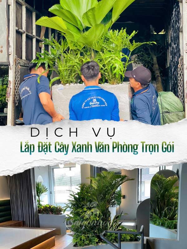 Dịch Vụ Lắp Đặt Cây Xanh Văn Phòng Trọn Gói