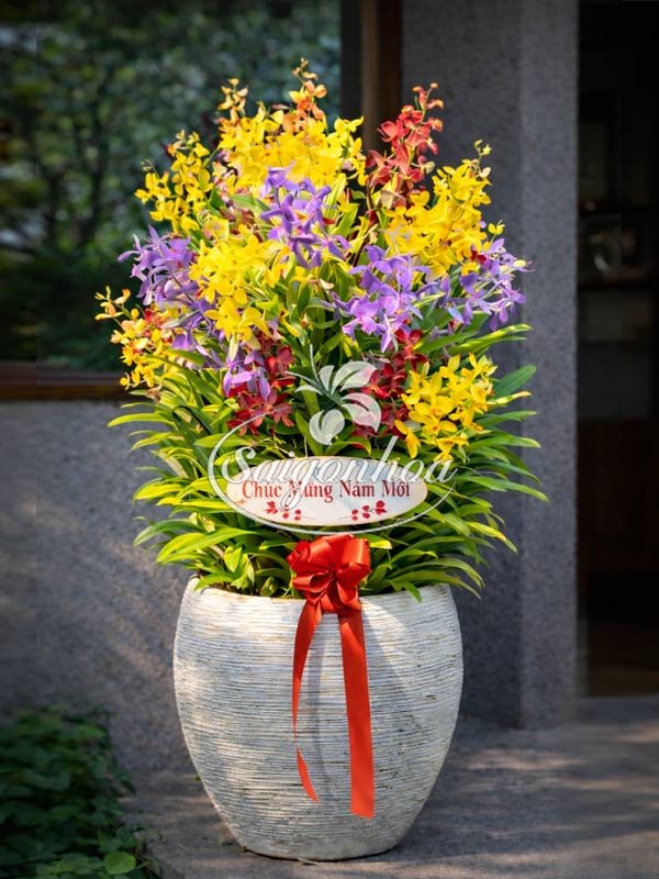 Chậu Hoa Lan Mokara Quà Tặng