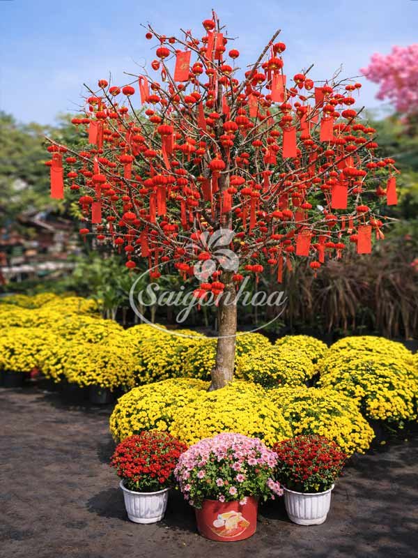 Cây Lồng Đèn Cầu Nhung Trang Trí