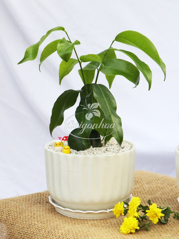 Chậu Cây Đậu Thần Kỳ