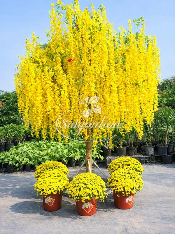 Cây Hoa Đăng Trang Trí