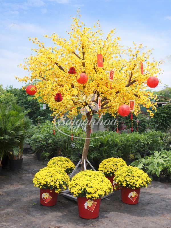 Cây Hoa Mai Tán Tròn Trang Trí Tết cao 2m5