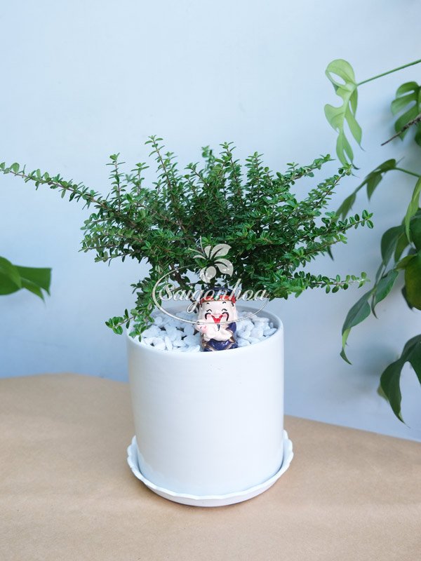 Chậu Cây Hàm Hương