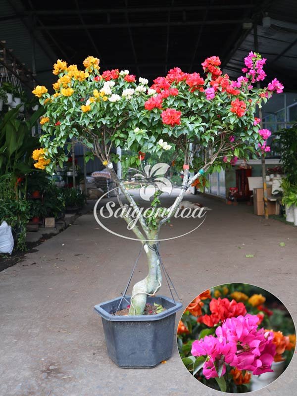 Hoa Giấy Tú Cầu