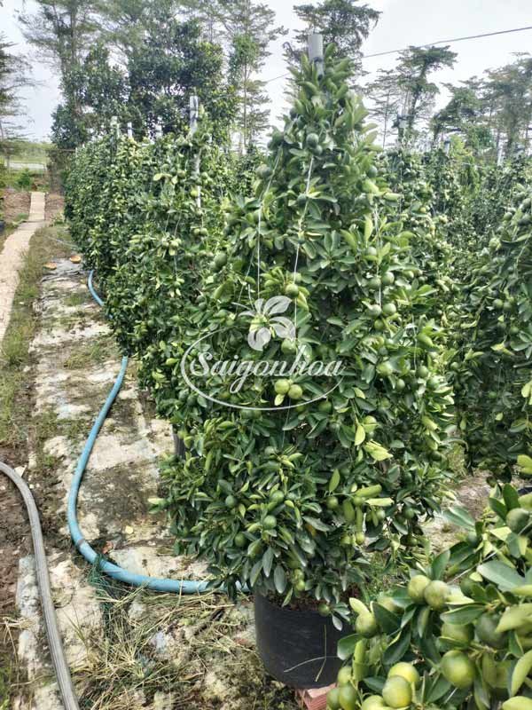 Cây Hạnh-Cây Quất-Cây Tắc Tết