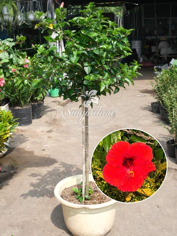 Cây Bông Bụp Tree Đơn Đỏ