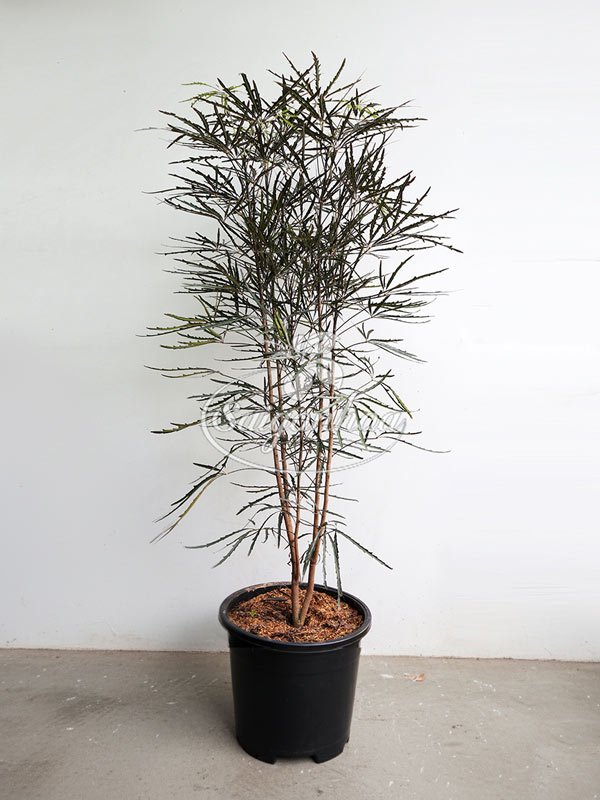 Cây Khổng Tước