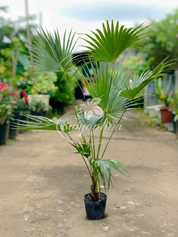 Cây Cọ Mỹ