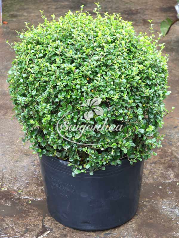 Cây Bùm Sụm Col Tròn