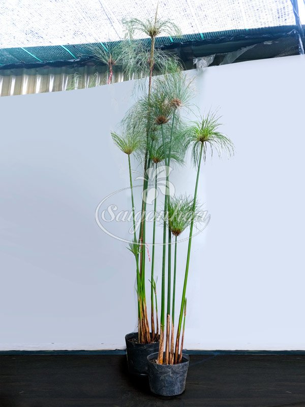 Cây Thủy Trúc Thái Sân Vườn