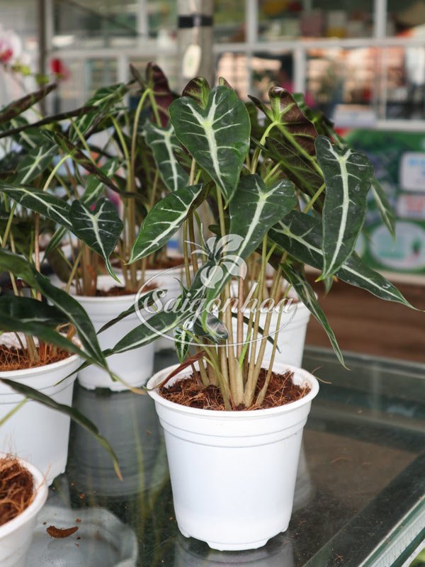 Cây Môn Alocasia Polly