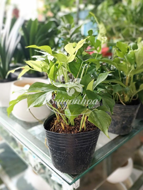 Cây Trầu Bà Lá Xẻ Mini