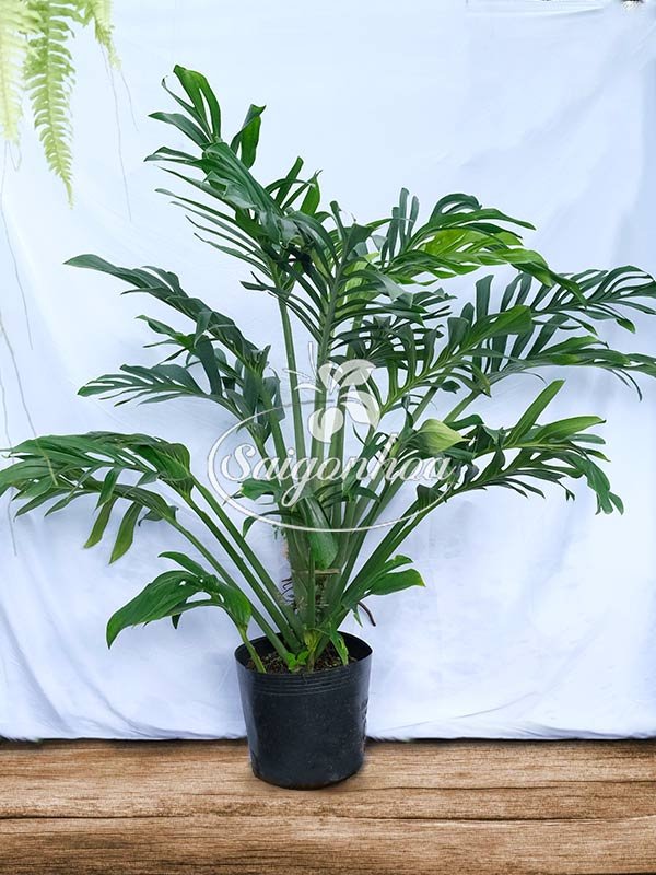Cây Trầu Bà Hạnh Phúc Lá Xẻ