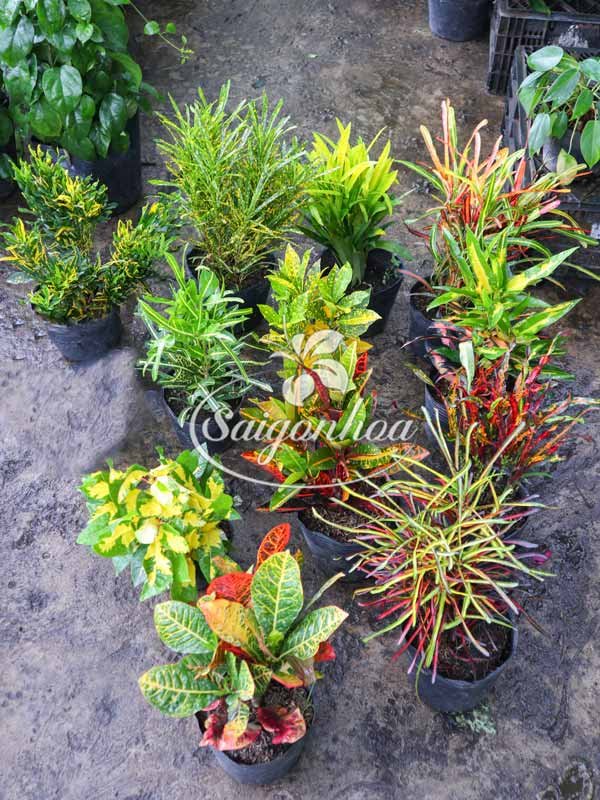 Bộ Sưu Tập 12 Cây Cô Tòng