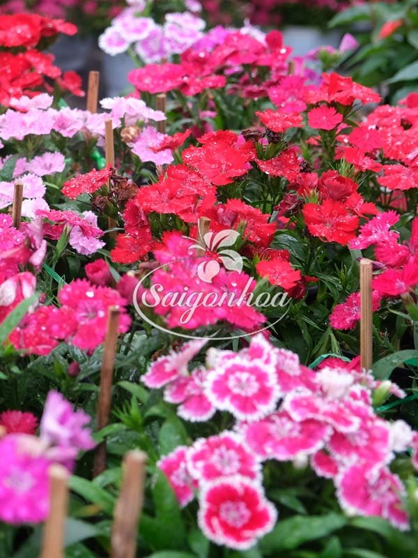 Cây Hoa Cẩm Chướng