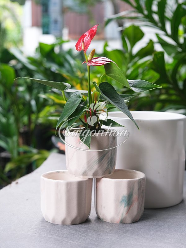 Chậu Sứ Mini Men Vân Đá