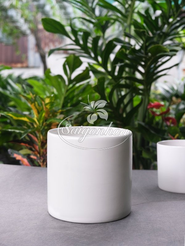 Chậu Sứ Trụ Cao Trắng 11