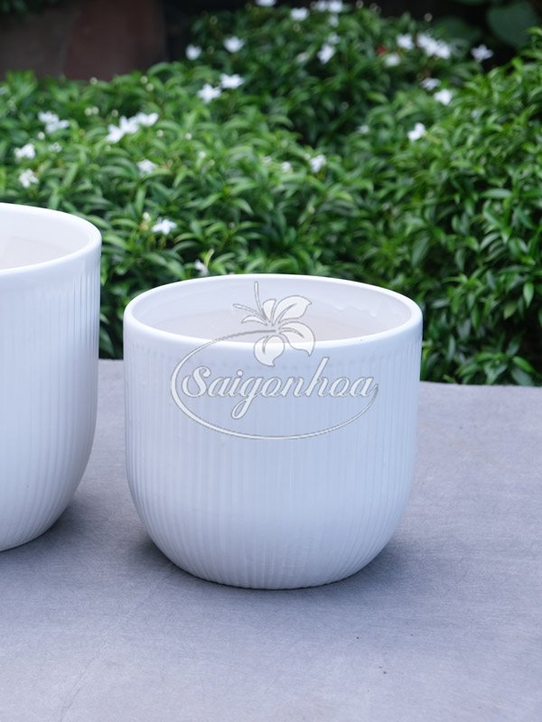 Chậu Lê Tăm Trắng 14
