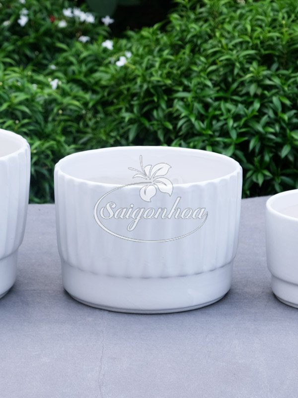 Chậu Sứ Vành Khuyên Trắng 16