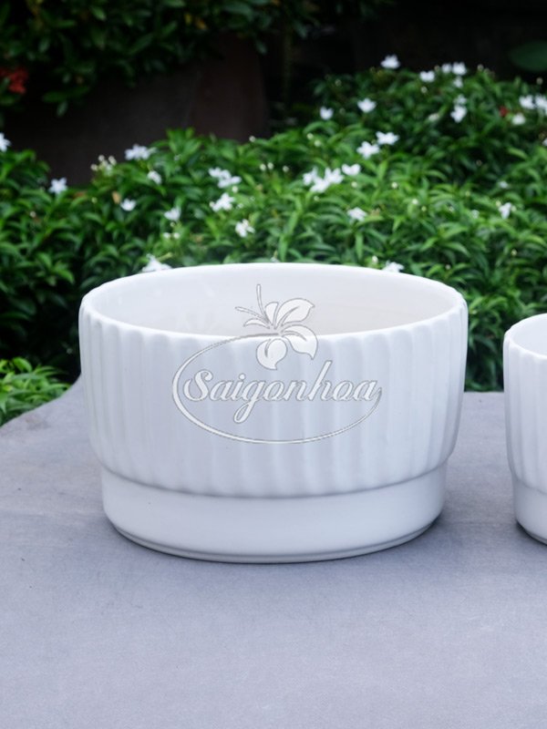Chậu Sứ Vành Khuyên Trắng 22