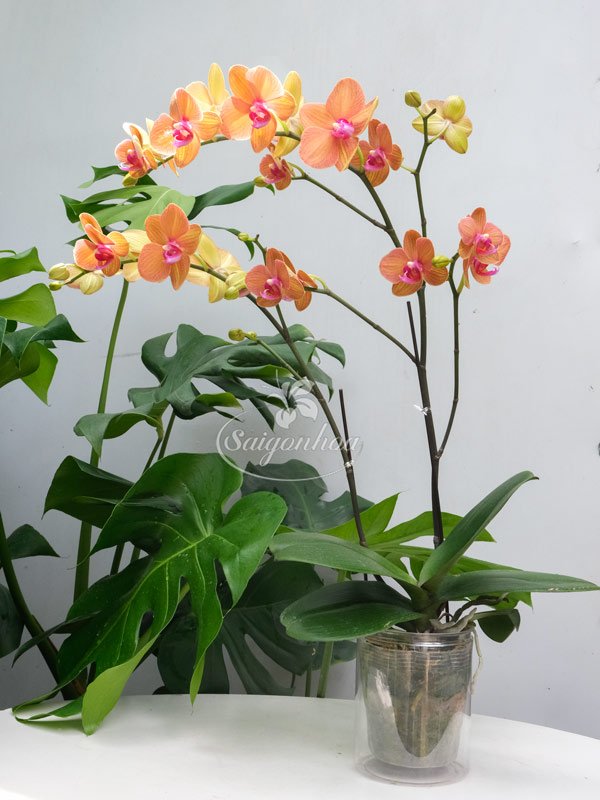 Hoa Lan Hồ Điệp Cam