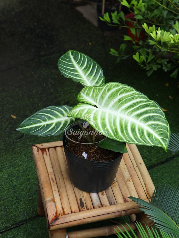 Cây Trầu Bà Lindenii