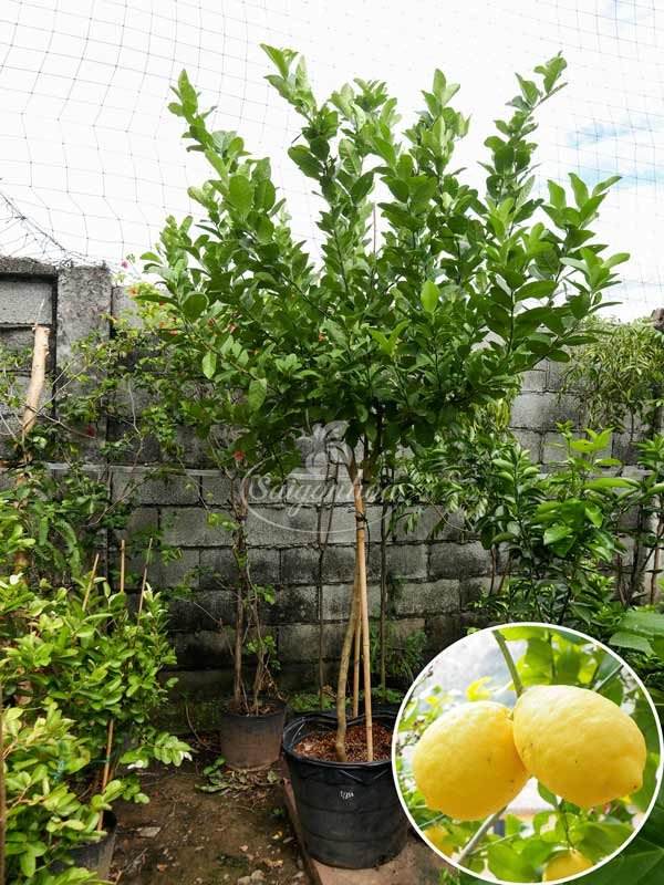 Cây Chanh Mỹ 1 Cốt