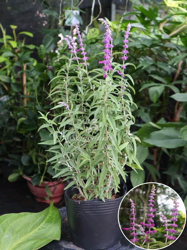 Cây Lavender Nhiệt Đới