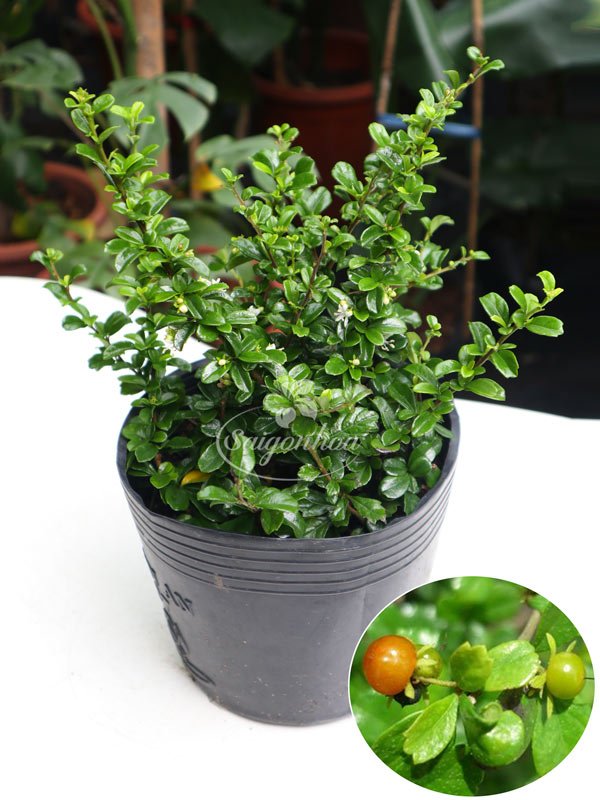 Cây Bùm Sụm