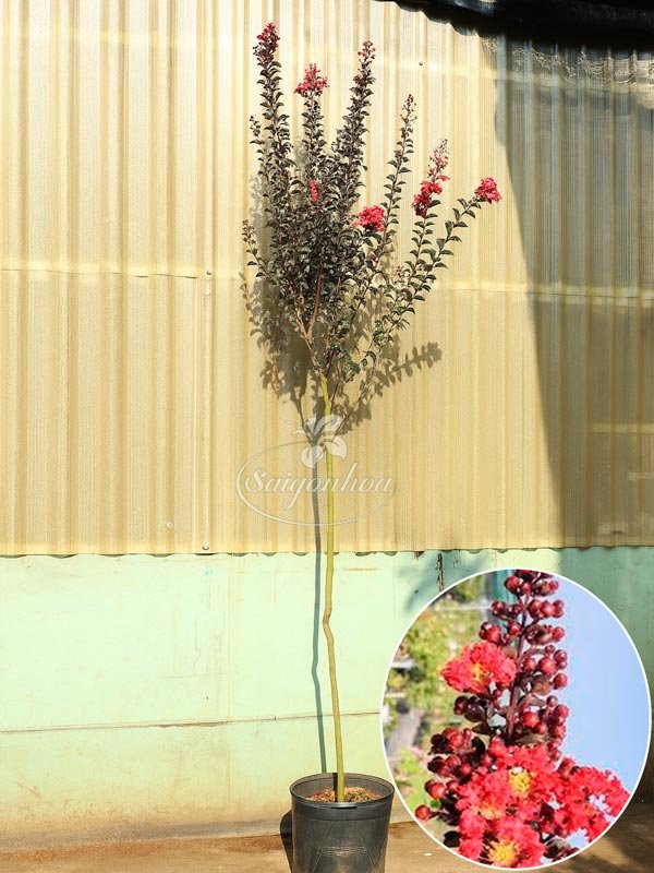 Cây Tường Vi Huyết Long Hoa Đỏ