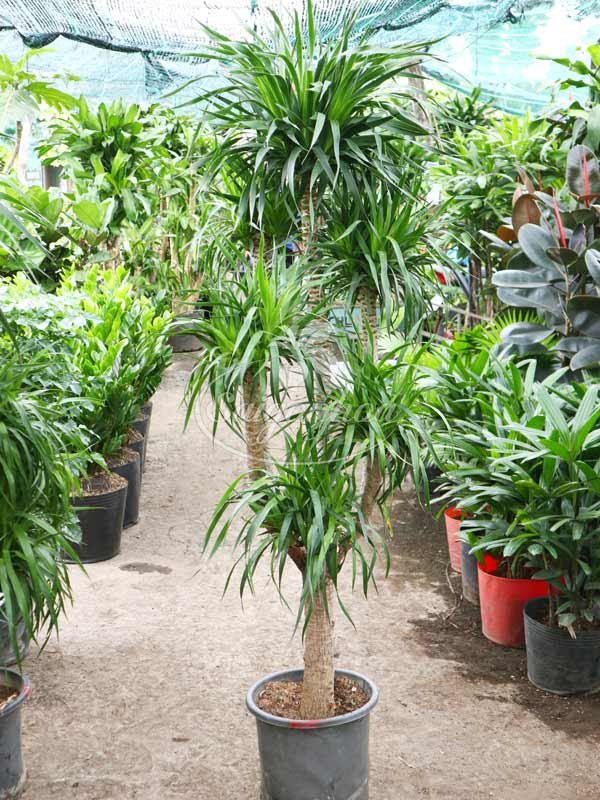 Phát Tài Núi – Phất Dụ Rồng