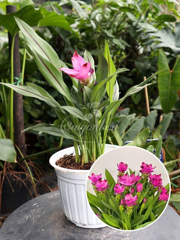 Cây Hoa Nghệ Tây