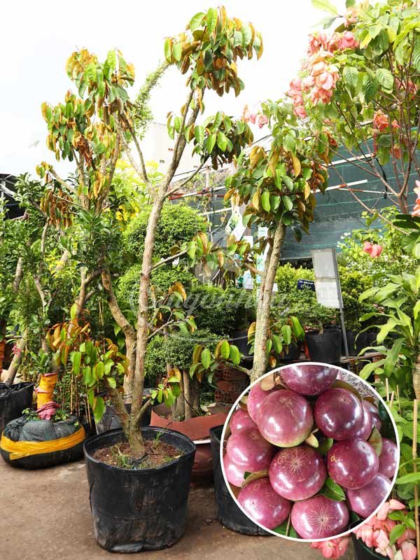 Cây Vú Sữa Mica