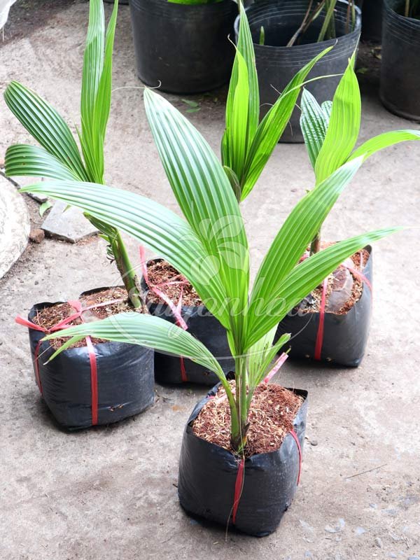 Cây Dừa Xiêm Giống