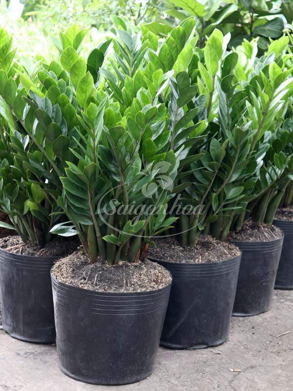Cây Kim Phát Tài – Kim Tiền