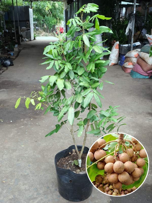 Cây Nhãn Long Phụng Châu